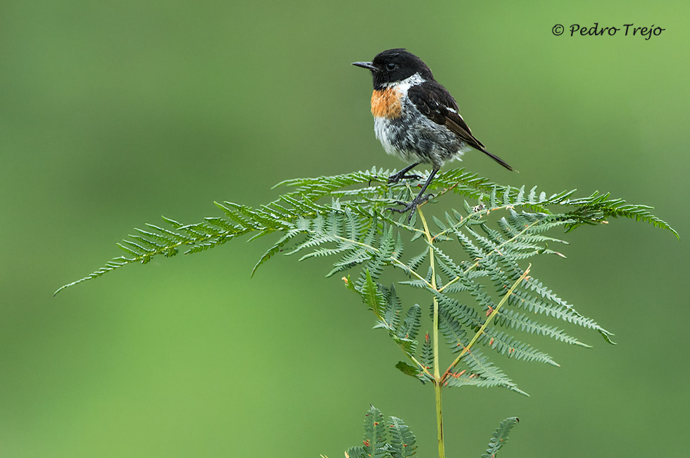 Tarabilla común (Saxicola torquata)